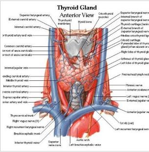 Date de laborator privind functia tiroida